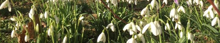 A close up of snowdrops in the grounds outside the church with te church building in the background