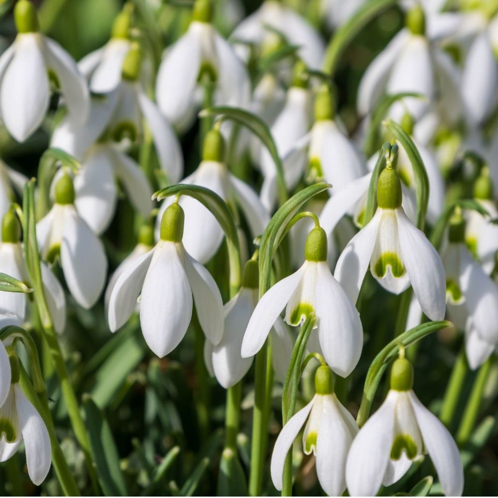 Snowdrop Square