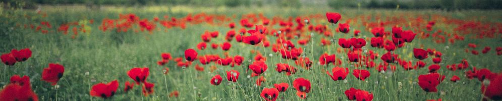 remembrance day