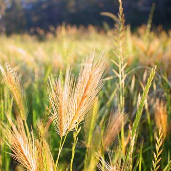 Parable Of The Wheat Tares Weeds 1