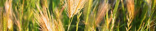 Parable Of The Wheat Tares Weeds 1