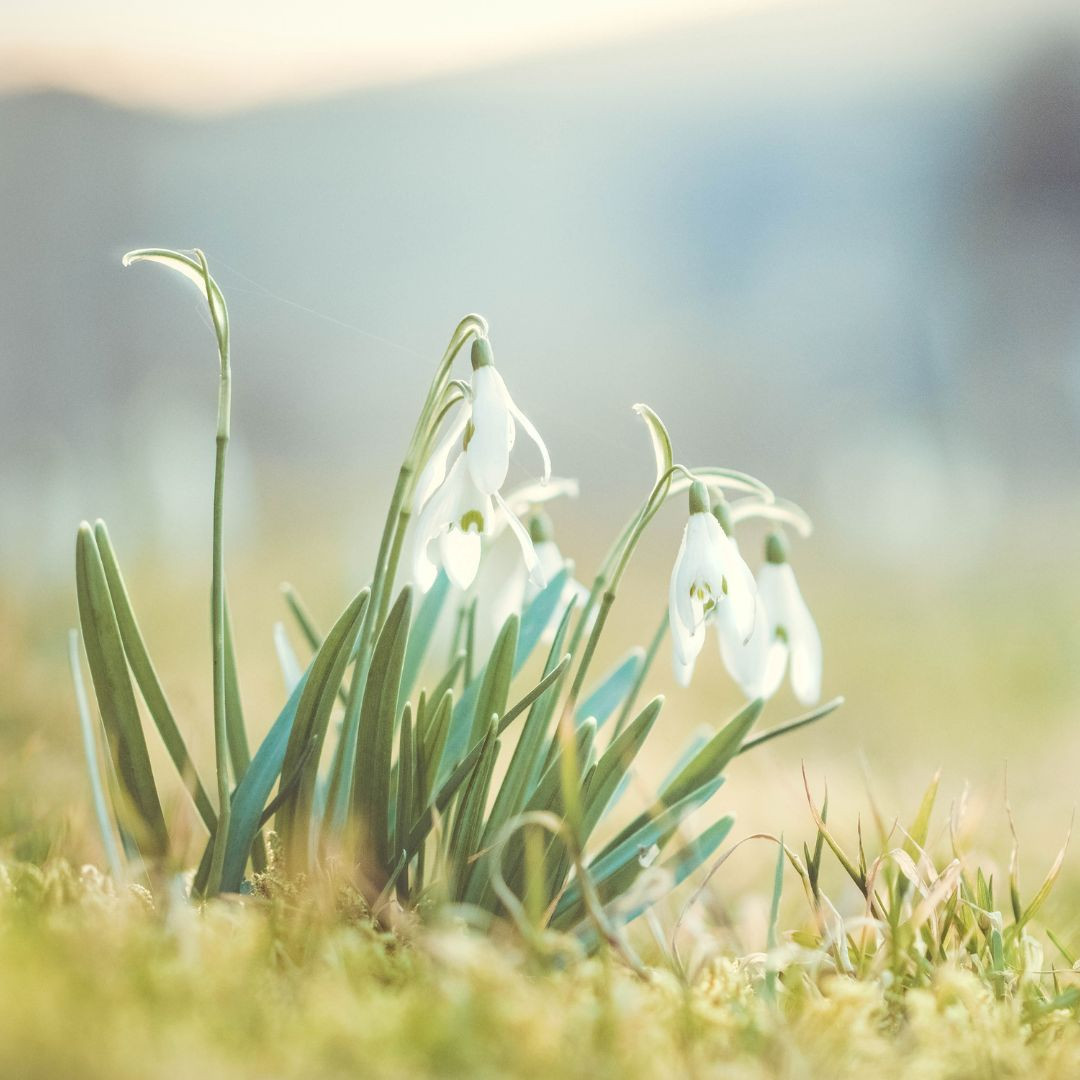 Event Cover Come And Help Us Plant 2000 Snowdrops 1