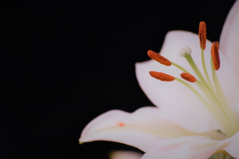 A zoomed in image of a white lily