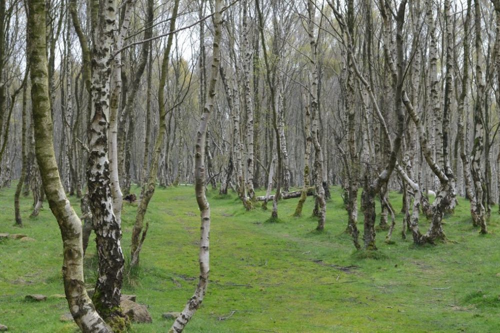 A forest of Silver Birch trees
