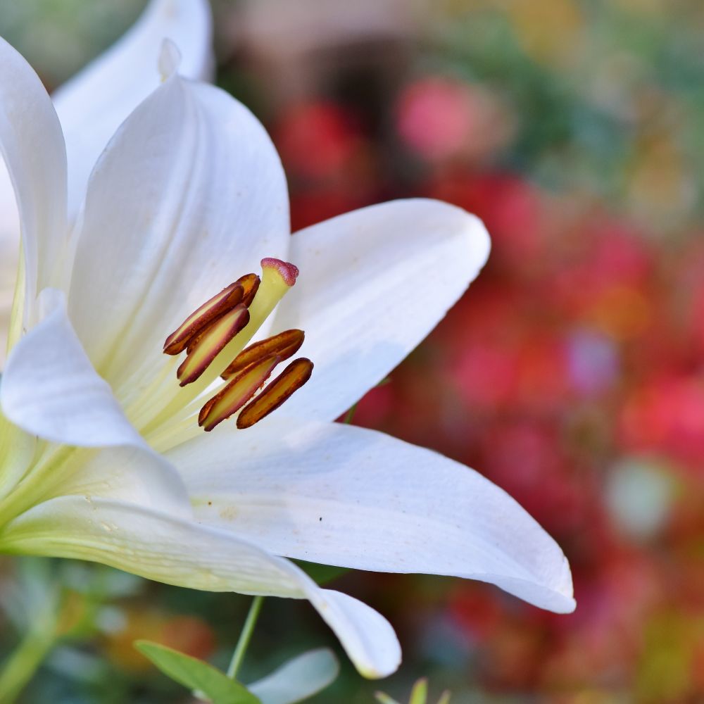 A white Easter lily
